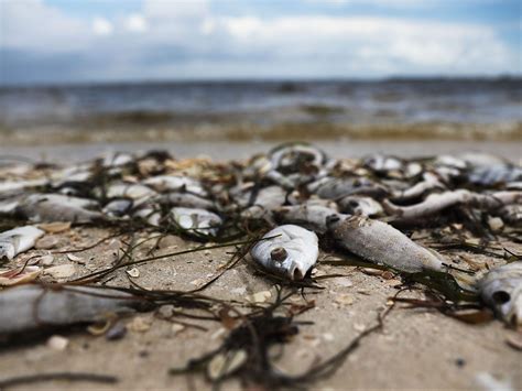 Burning eyes and dead fish as red tide flares up on Florida coast